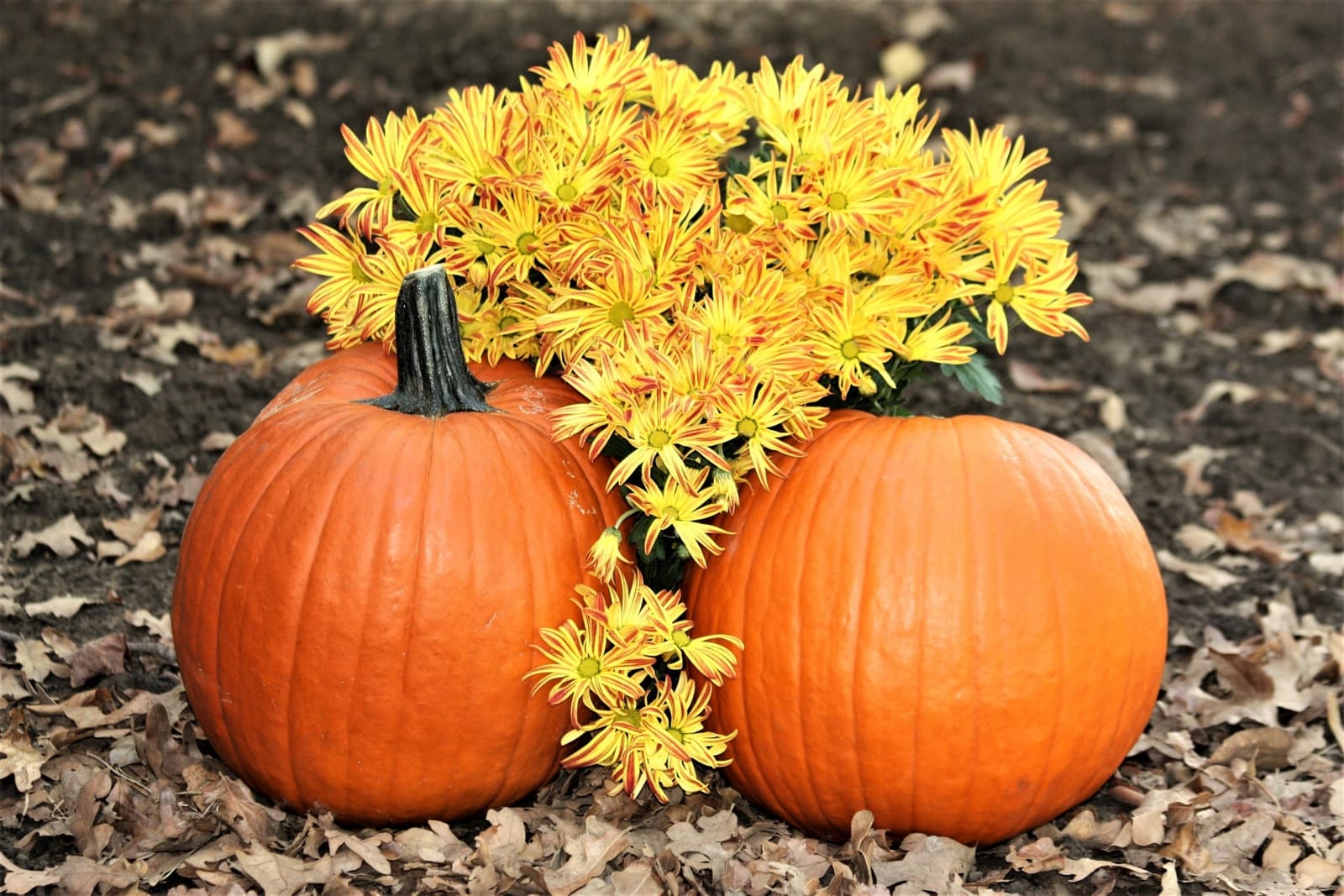 Pachet Halloween